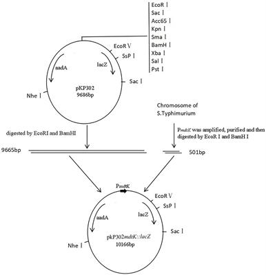 Antibacterial Peptide BSN-37 Kills Extra- and Intra-Cellular Salmonella enterica Serovar Typhimurium by a Nonlytic Mode of Action